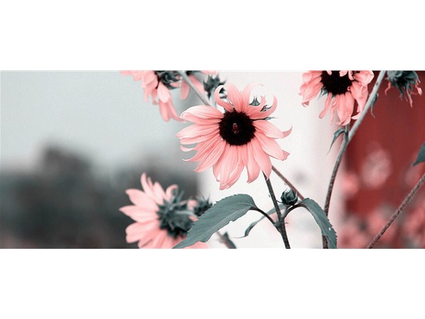 電子商務(wù)和網(wǎng)絡(luò)營(yíng)銷有什么不同之處和相同之處嗎？